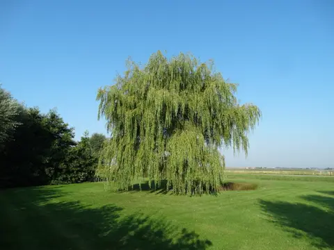 De Brashoeve