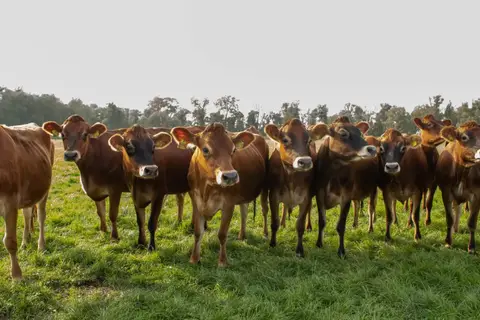 Biesboschhoeve