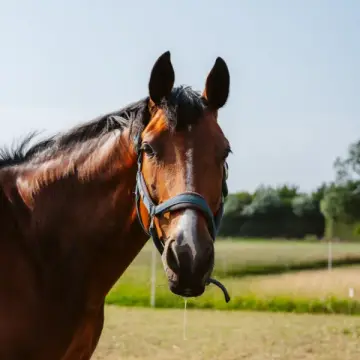 Hoeve Batenburg