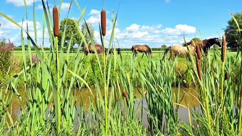 Recreatie Landschap Rosenboom