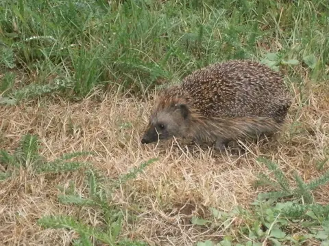 Natuurkampeerterrein Nieuwe Buyl