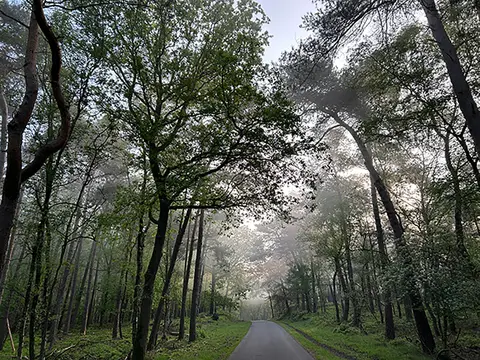 Lichtbond Gelre