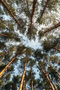 Wald- und Naturcampingplatz am Tonsee Süd