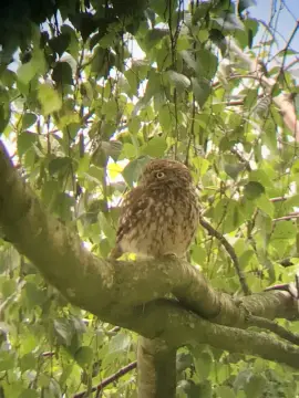 Natuurkampeerterrein De Rietkraag