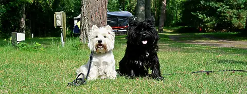 Bornholms Familie Camping - Dueodde
