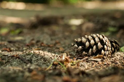Camping Boslust