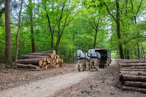 Camping Boslust