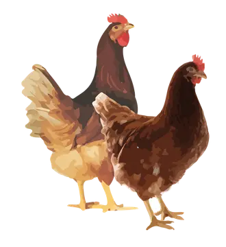 Fûgelfrij