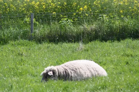 Womopark-Norddeich