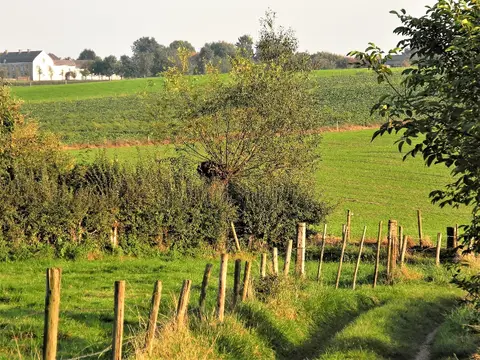 Bruisterbosch
