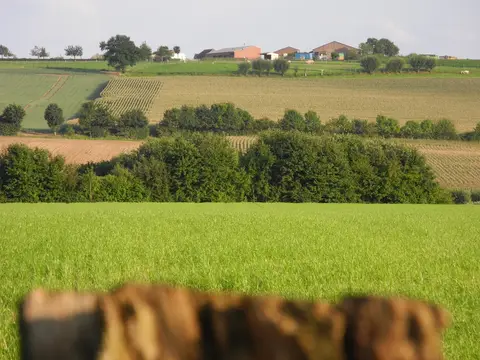 Bruisterbosch