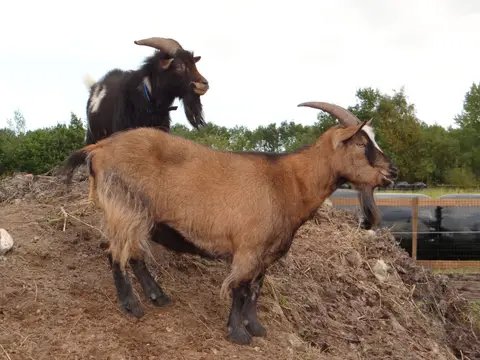 Minicamping Kivafarm