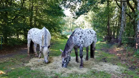Camping De Peelkant