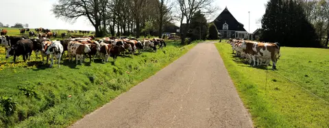Camping en Kampeerboerderij Groen