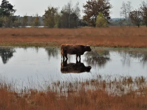 Natuurkampeerterrein De Lier