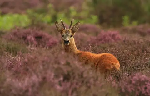 Buitenplaats Drenthe