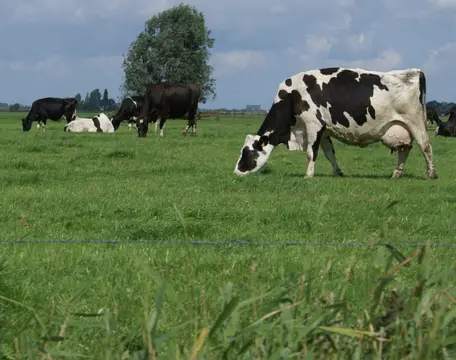 Jantina Hoeve