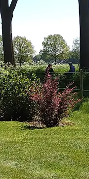 SVR Camping Hazehof