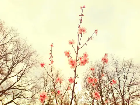 Uelenspieghel