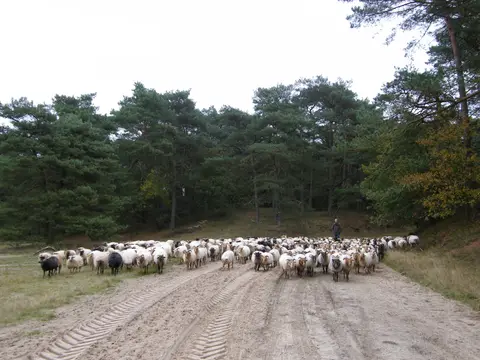 Camping 't Holtingerzand