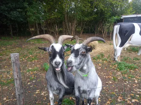 Boerderijcamping Het Amerveld