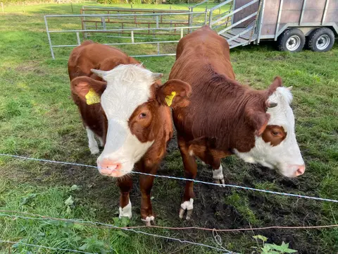 Boerderijcamping Doortenshof