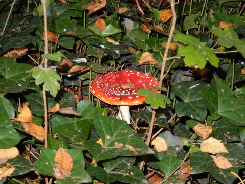 Camping In 't Niet
