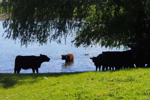 Camping In 't Niet