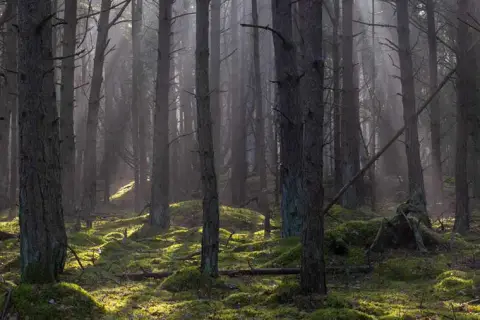 Nordskovens Camping
