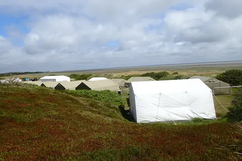 Strandläufernest
