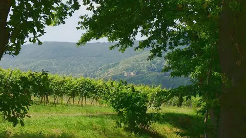 Wohnmobilstellplatz Brennerei & Weinstube Göring - Edenkoben