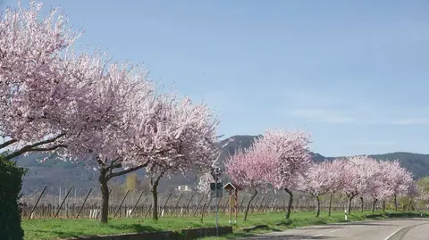 Wohnmobilstellplatz Brennerei & Weinstube Göring - Edenkoben