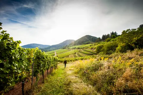 Trekking Pfalz: Kalmit