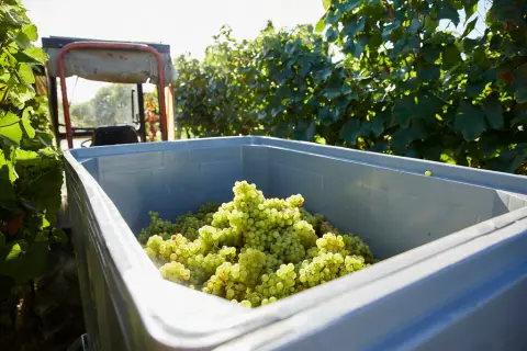 Wohnmobilstellplatz Weingut Stefan Meyer