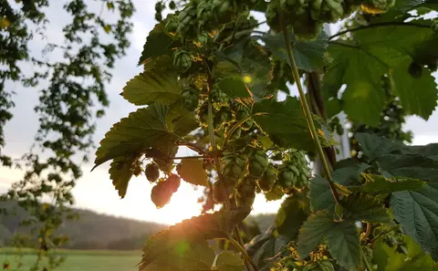 HopfenErlebnisHof