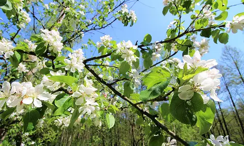 Naturcampingplatz am Springsee