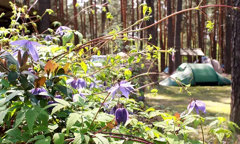 Naturcampingplatz am Springsee