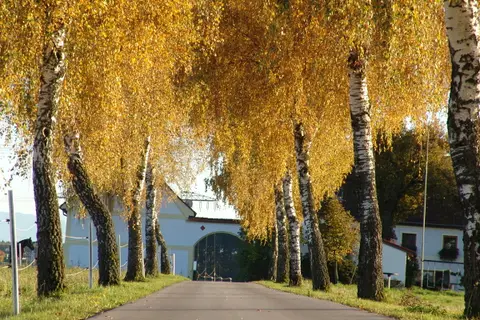Peterhof