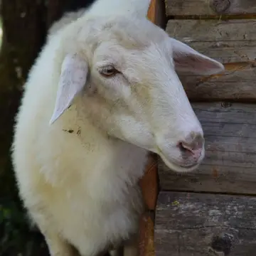 Kamp Jelinčič