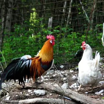 Kamp Jelinčič