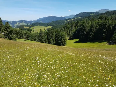 Hochgratblick