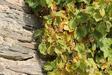 Weingut Feiten Stellplatz