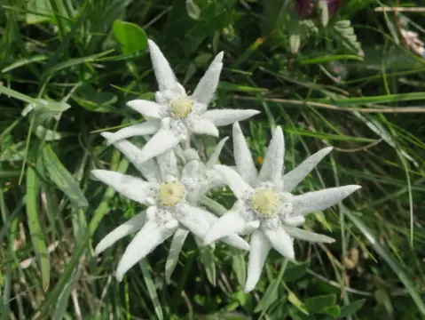 Stellplatz Fronalp 2