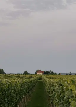 Wohnmobilstellplatz Weingut Villa Hochdörffer