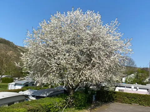 Campingplatz Georgshof