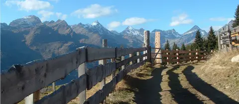 Ponderosa