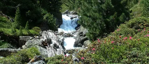 Ponderosa
