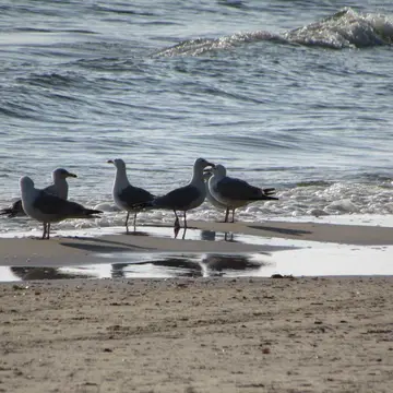 Naturcampingplatz "Am Strand"