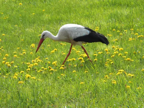 Wasserwanderrastplatz Ploch