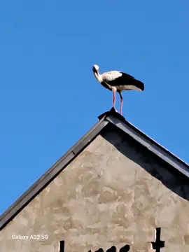"Alte Mulde" Löbnitz